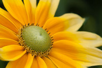 Yellow daisy