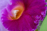 Orchid detail
