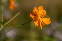 Orange cosmos