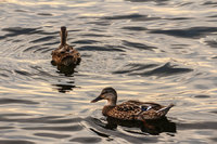 Ducks in the harbor