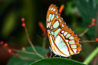 Butterfly 2
