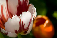 Parrot tulip