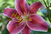 Pink lily