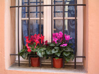 Window and flowers, Bologna, Italy