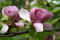 Magnolia blossom