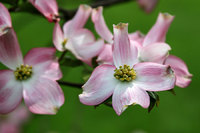 Dogwood