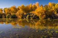 Fall colors, Havasu Wildlife Refuge, AZ