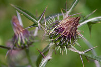 Thistle