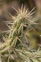 Cactus, Nevada desert