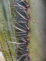 Cactus spines, Arizona