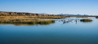 Peaceful panorama, Havasu Wildlife Refuge, AZ