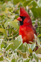 Backyard cardinal