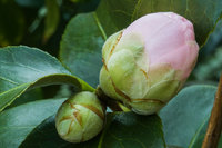 Pink rose bud