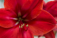 Amaryllis detail