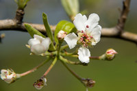 Apple blossom