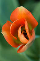 Orange tulip