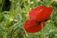 Red poppy