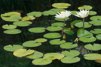 Two water lilies
