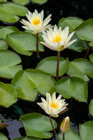 Water lily, Botanic Garden
