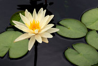 Water lily