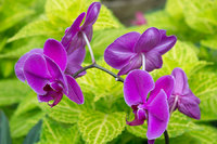 Purple orchid