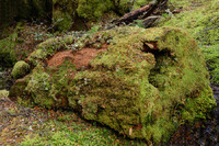 Moss covered log