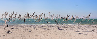 Flock of Florida terns
