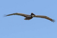 Brown Florida pelican