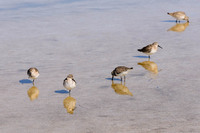 Shore birds, Little Gasparilla Island, FL