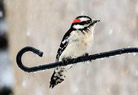 Downy woodpecker