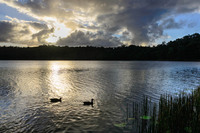Sunset swim, Lake Barrine, Cairns, Australia