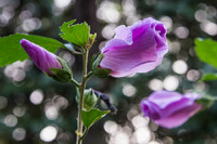 Purple hibiscus buds