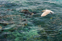 Seagull fishing, Great Barrier Reef