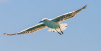 Seagull, Australia
