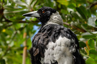 Australian magpie