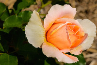 Orange rose