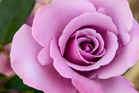 Lilac rose