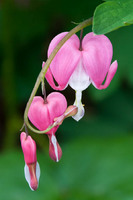 Bleeding heart