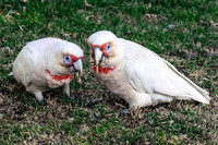 Blue-eyed cockatoos, Australia