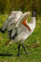Australian white ibis