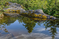 Juneau-Pine tree reflection