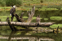 Sitka-eagles resting