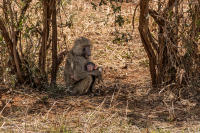 Baboon mama and baby