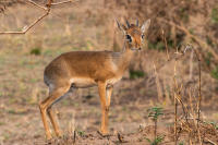 Kirk's Dikdik