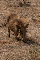 Warthog