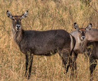 Waterbuck