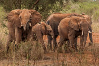 Elephant herd
