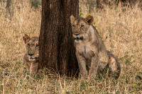 Two lionesses