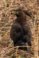 Long-crested Eagle