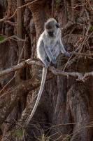 Black-faced Vervet Monkey
